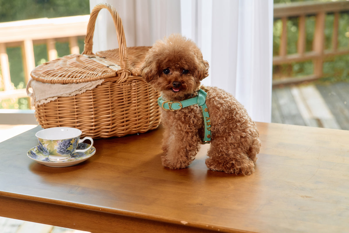 Trevi Harness