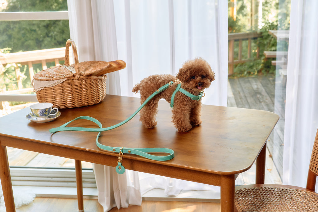 Trevi Harness