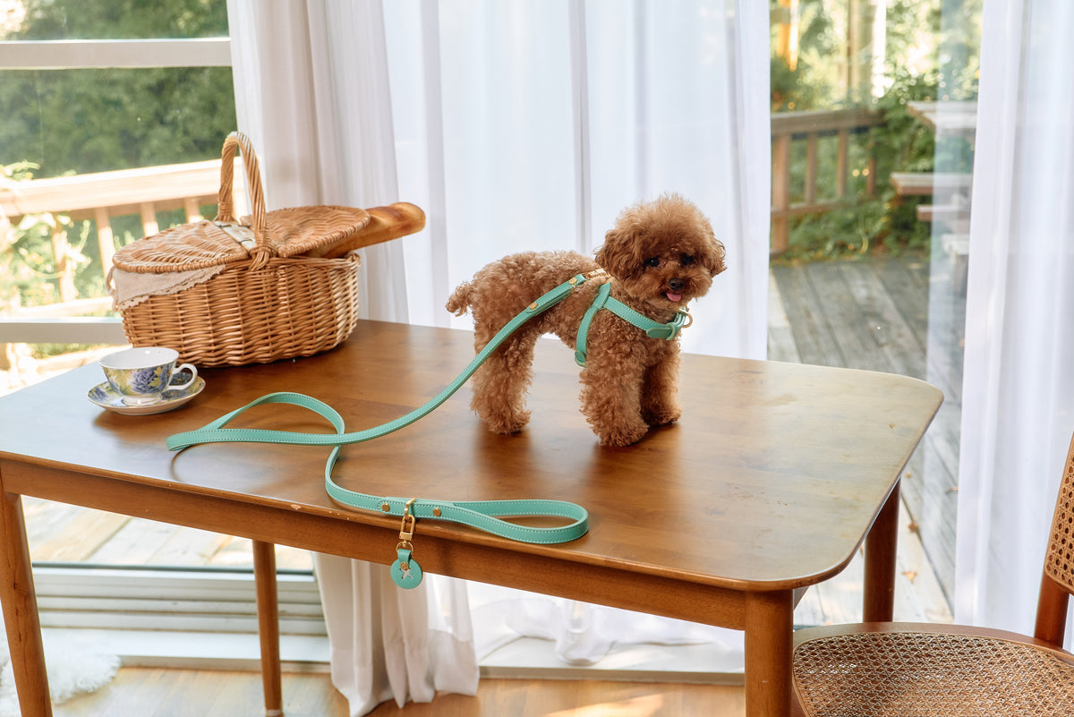 Trevi Harness
