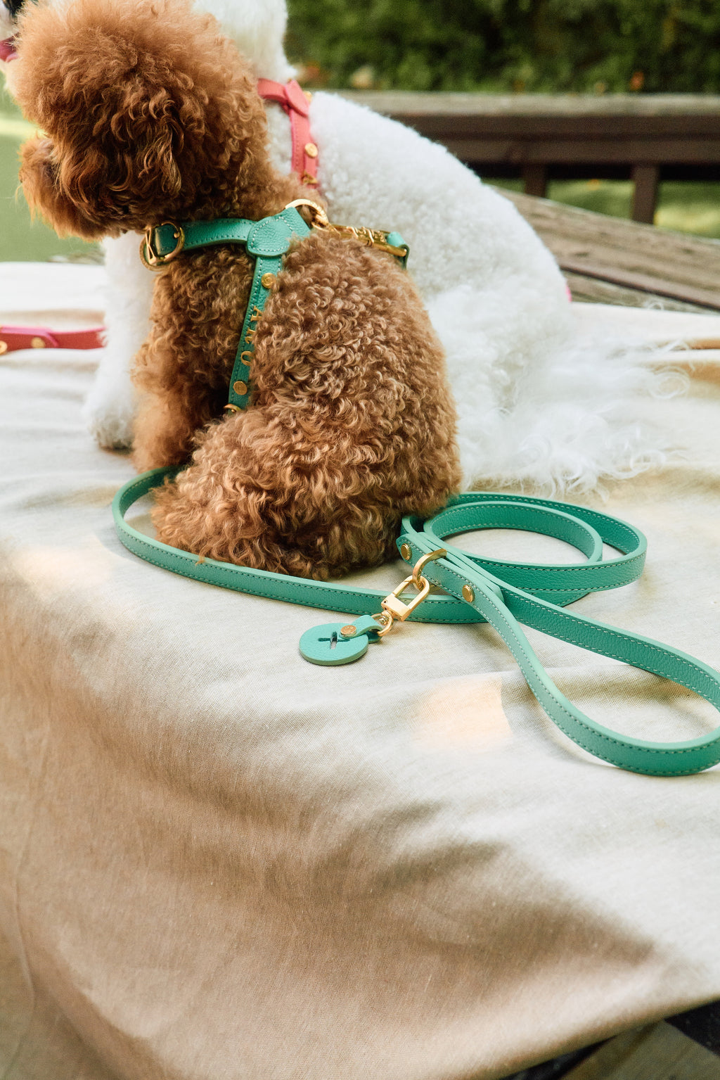 Trevi Harness