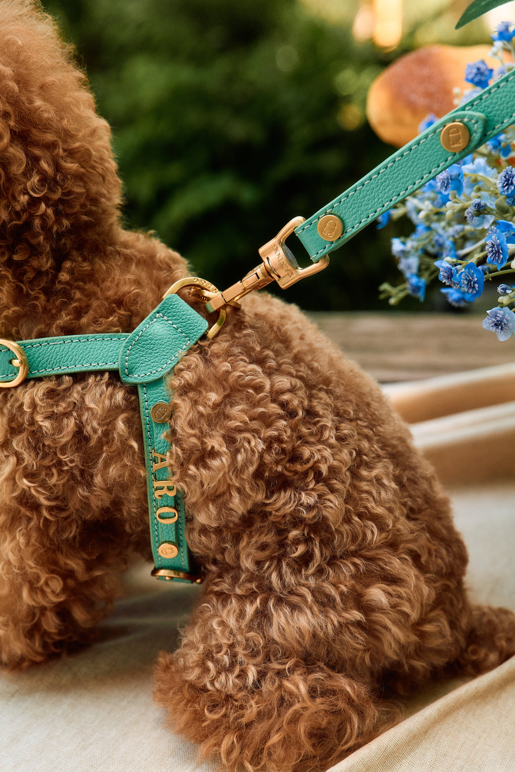 Trevi Harness
