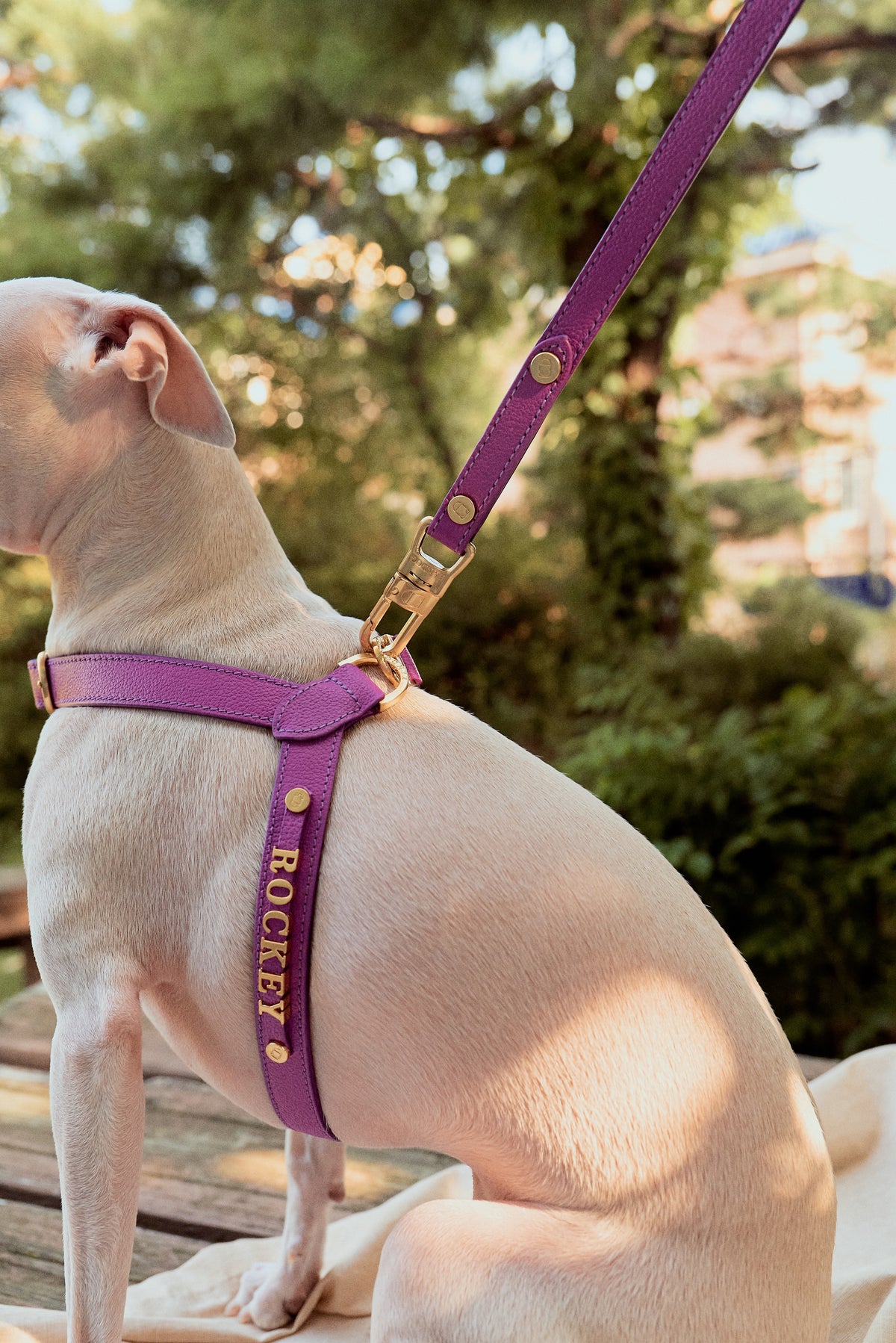 Trevi Leash