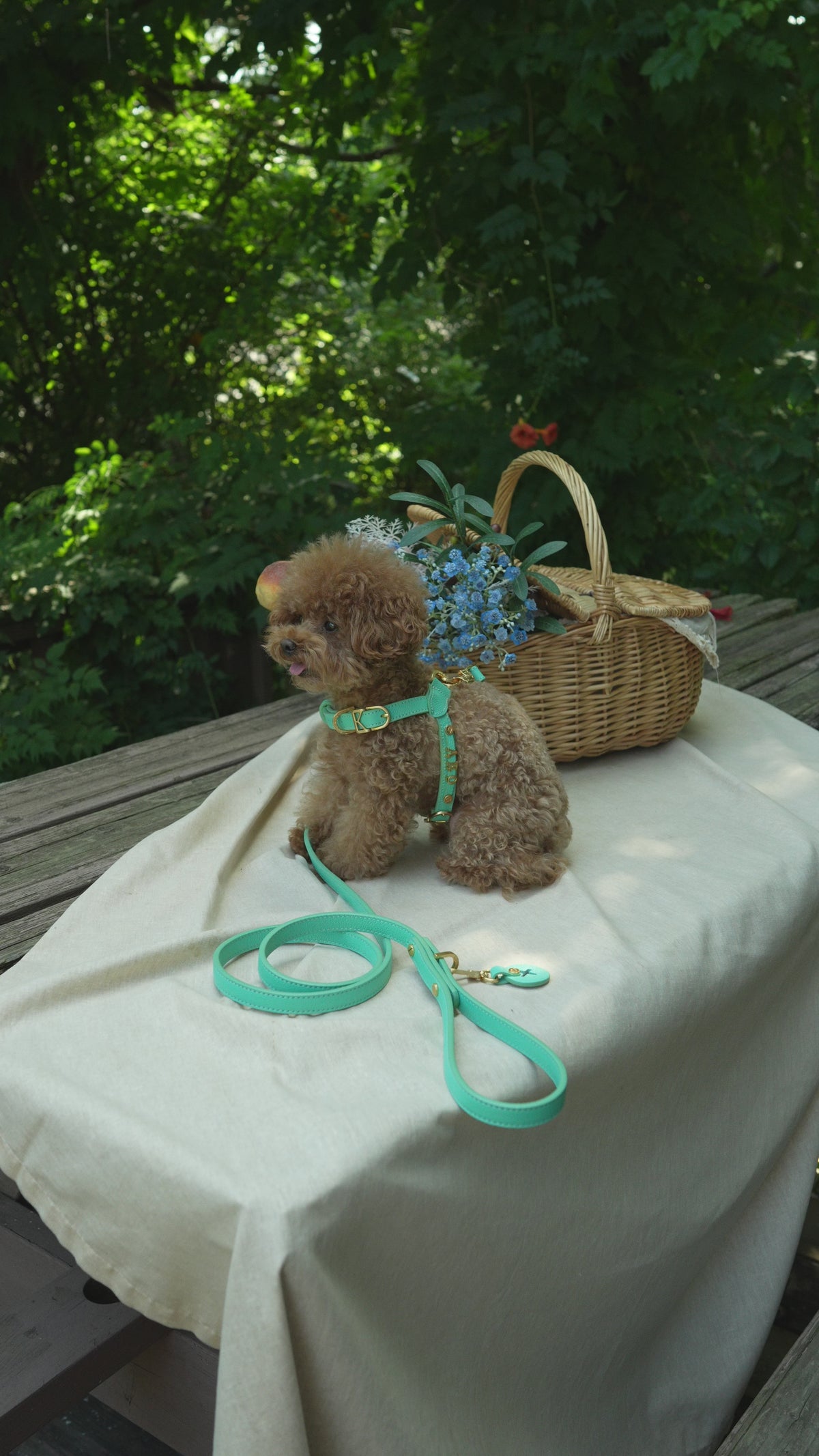 Trevi Harness